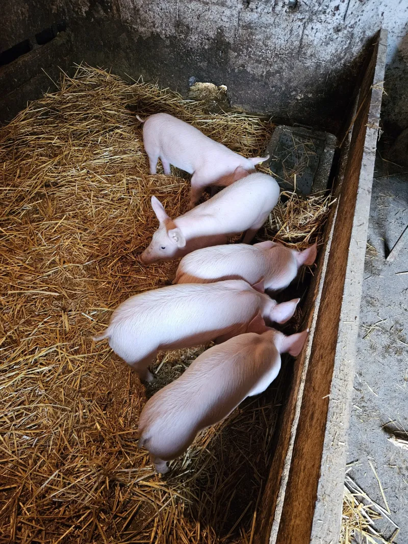 Prasići od 15 do 20kg