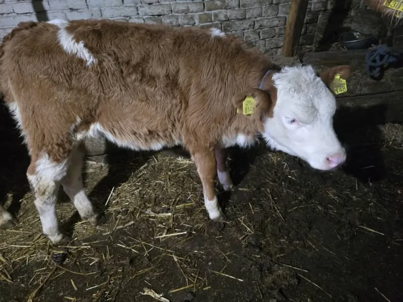 Žensko tele prodaja