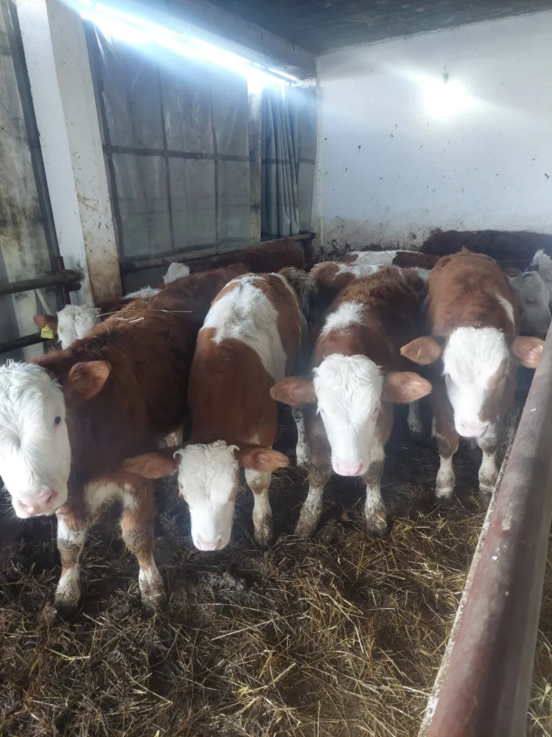 Na prodaju muška junad 9 komada