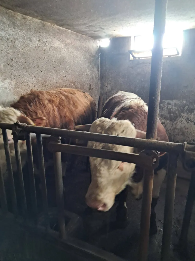 Bikovi Simental na prodaju