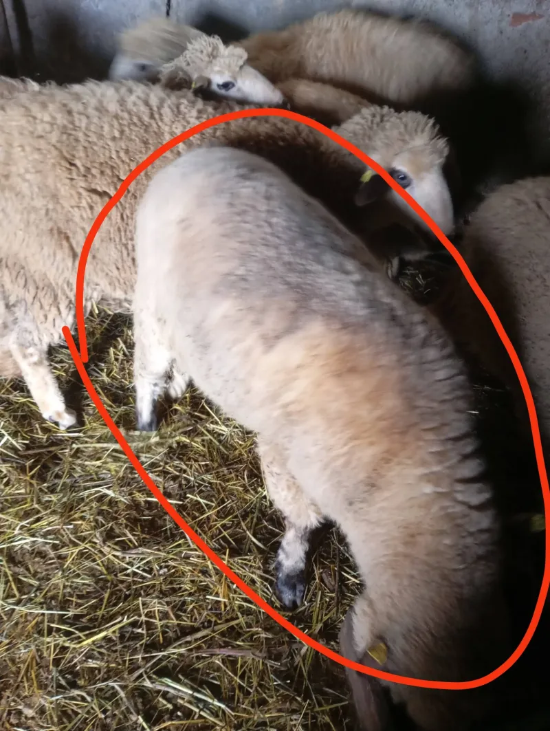 Na prodaju mlad ovan