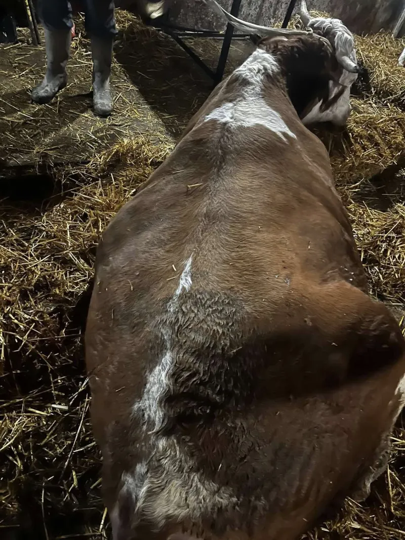 Otkup JALOVIH I PRINUDNIH KRAVA Cela Srbija!