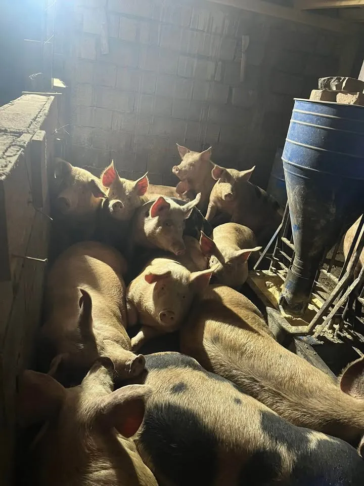 Na Prodaju Svinje od 100-150kg