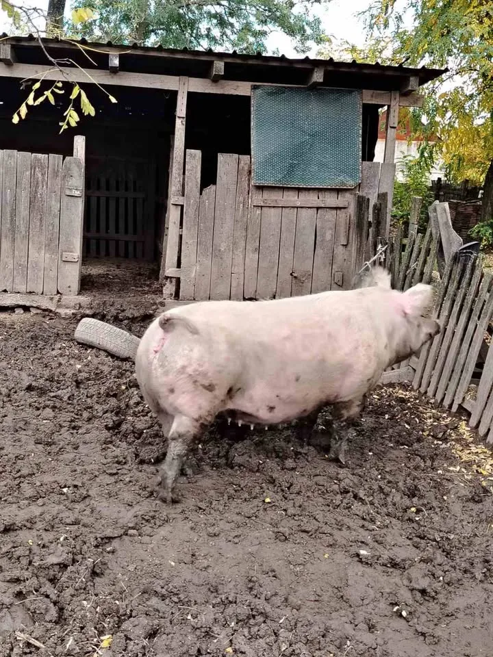 Na prodaju debela krmača 300kg