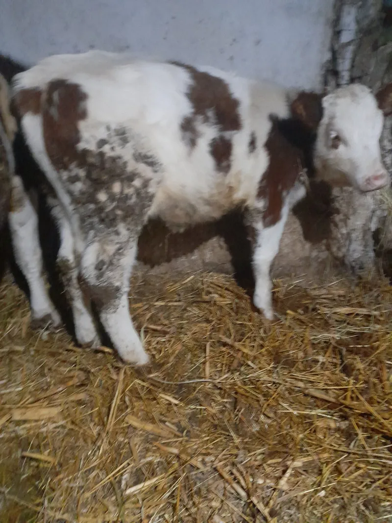 junice simental i musko tele angus\holštajn