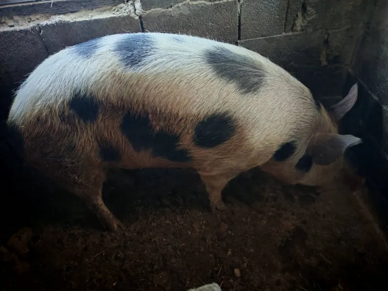 Dve krmače i dva praseta