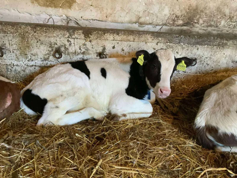 Na prodaju musko tele