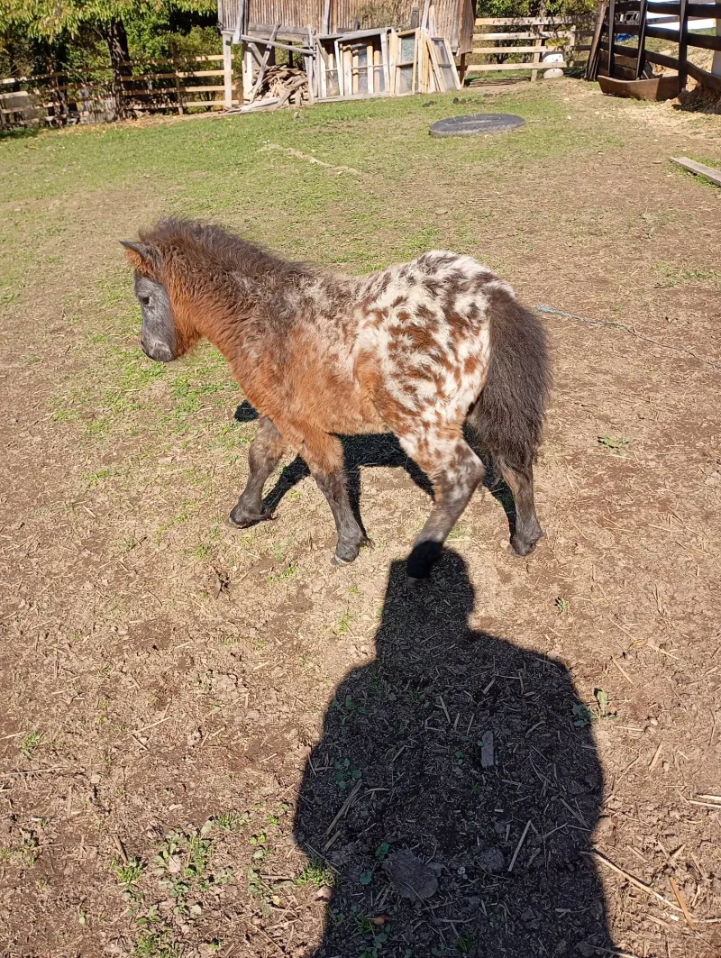 Mini poni Apaluzo