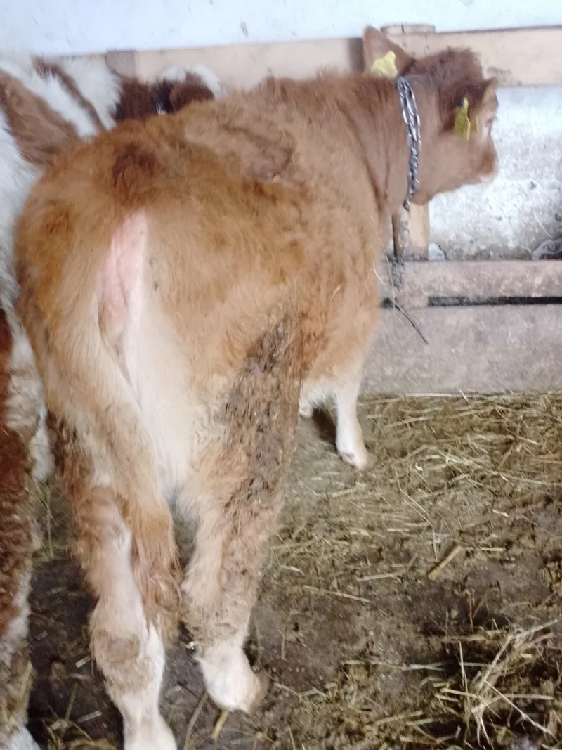 Žensko june – Simentalac, umatičeno