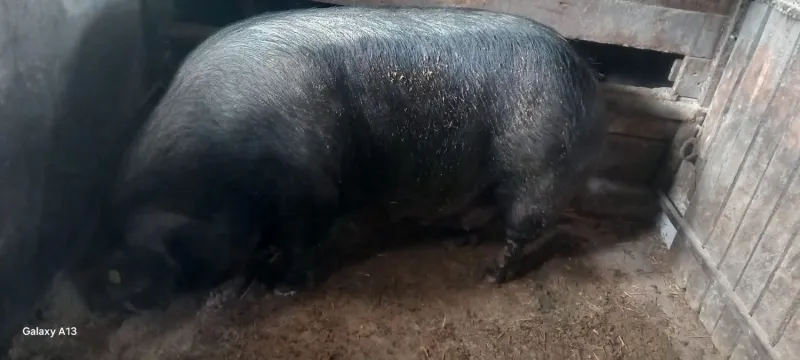 NA PRODAJU KRMAČA MORAVKA