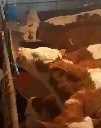 Muška telad, Simentalci, 12 komada