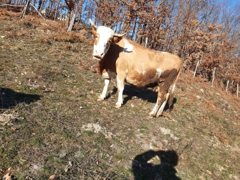 Na prodaju 2 krave na telenje