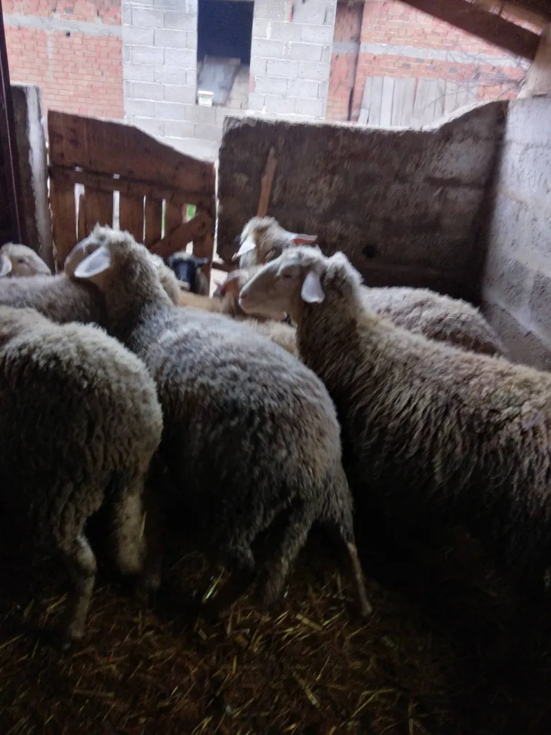 ovce i ovan na prodaju