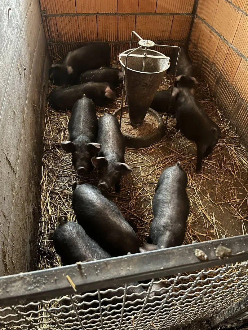 50 prasića na prodaju