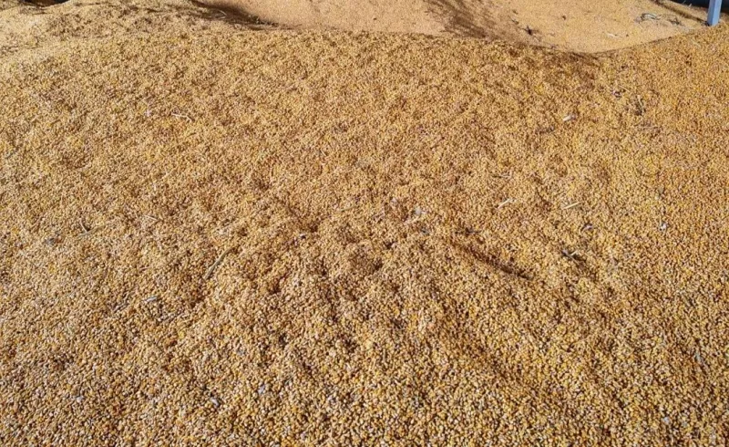 Kukuruz rod 2025 – rinfuz