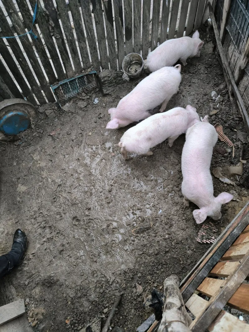 Na prodaju cetvoro prasica