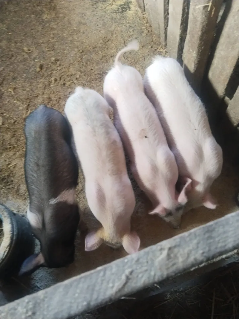 Prodajem prasiće 20–24 kg