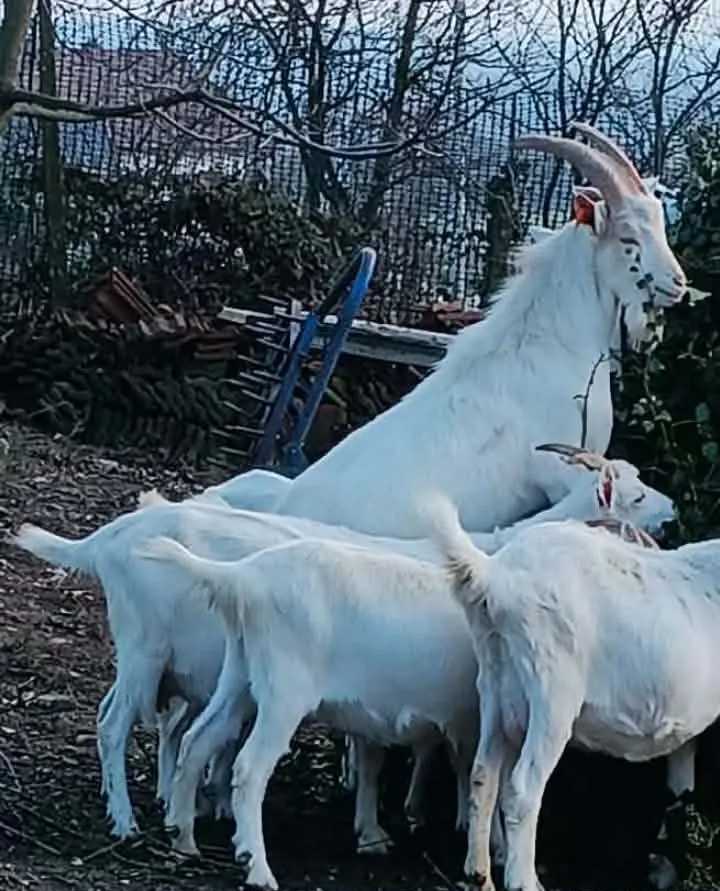 Oglas iz usluge Prodaje se jarac čistokrvni sanski star 10 mjeseci