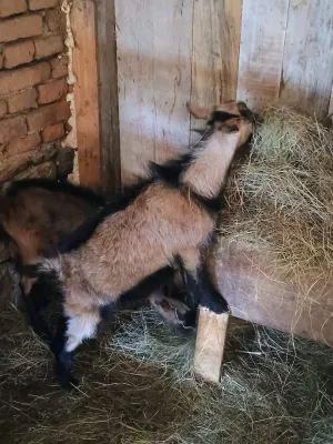 Muški jarići - slika 2