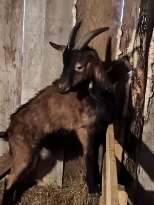 Muški jarići - slika 4