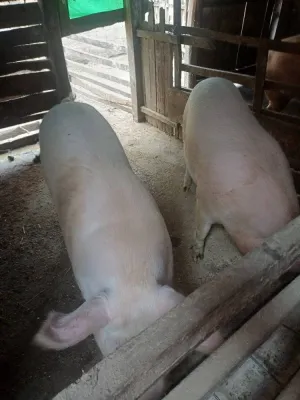 Na prodaju svinje težine oko 160 kg - slika 2