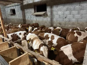 Muška telad Simental