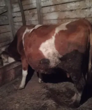 Na prodaju krava na telenje