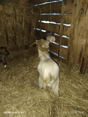 Jarac 2 godine - slika 2