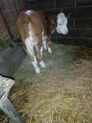 Žensko tele - slika 2