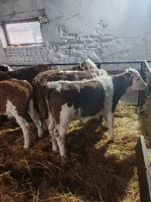 Na Prodaju Muška Telad od 1,5 do 2 meseca - slika 2