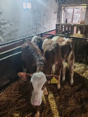 Na Prodaju Muška Telad od 1,5 do 2 meseca - slika 3