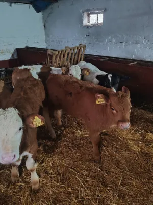 Na Prodaju Muška Telad od 1,5 do 2 meseca - slika 4