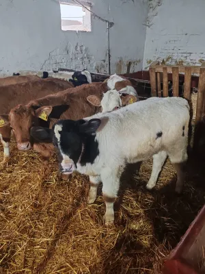 Na Prodaju Muška Telad od 1,5 do 2 meseca - slika 5