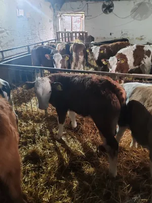 Na Prodaju Muška Telad od 1,5 do 2 meseca - slika 6