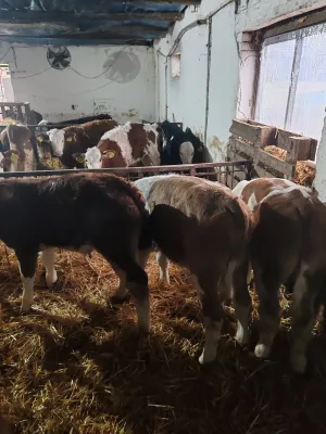 Na Prodaju Muška Telad od 1,5 do 2 meseca - slika 7