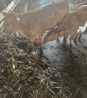 Muška telad na prodaju