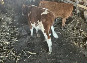 Muška telad na prodaju - slika 2