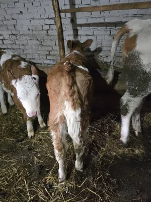 Žensko tele prodaja - slika 2