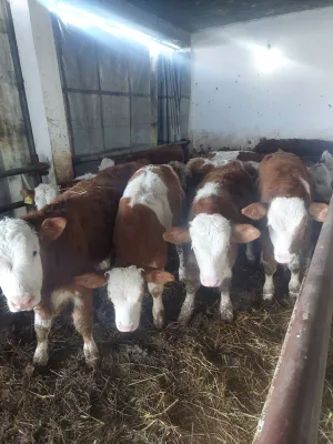 Na prodaju muška junad 9 komada