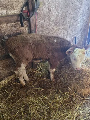 Muško tele - slika 2