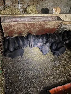 Prasad moravke - slika 2