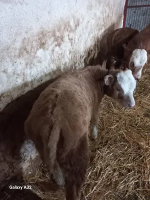 muska telad - slika 2