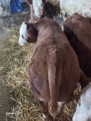 muska telad - slika 3