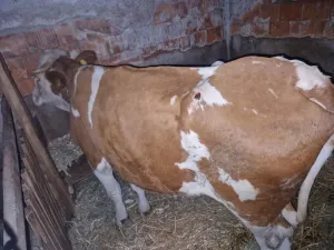 Otkupljujem Jalove Krave