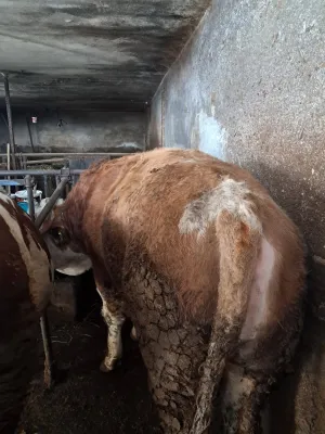 bikovi simentalci - slika 2