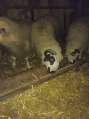 Sjenicki siljegani - slika 2