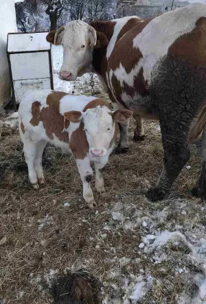 4 krave i tele - slika 2