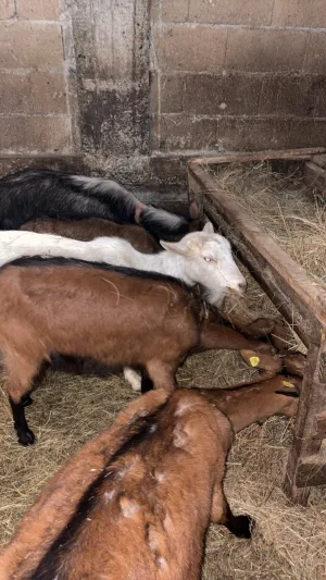 Koze na prodaju - slika 2