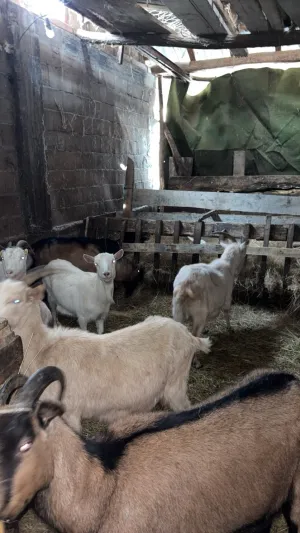 Koze na prodaju - slika 3