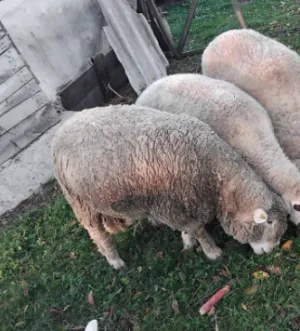 Prodajem ovna, 3 godine - slika 2